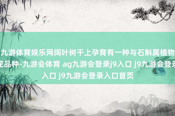 九游体育娱乐网阔叶树干上孕育有一种与石斛属植物相通的兰花品种-九游会体育 ag九游会登录j9入口 j9九游会登录入口首页